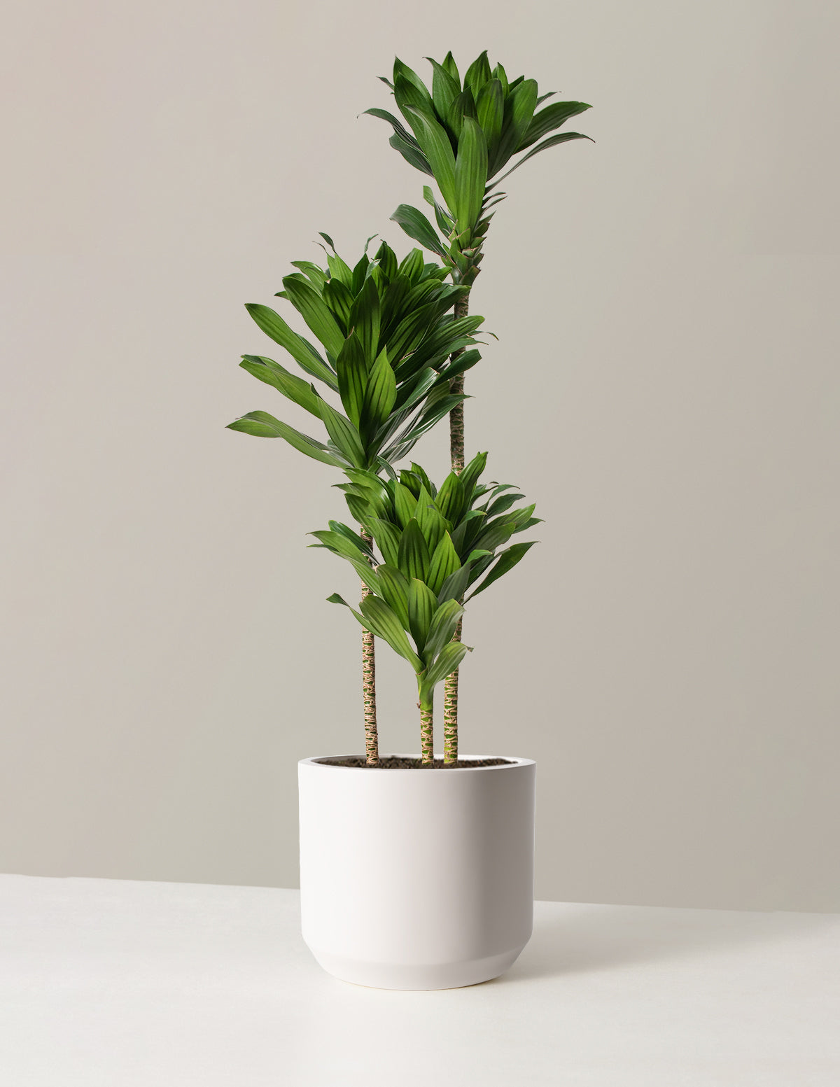 Büyük Dracaena Compacta Cane