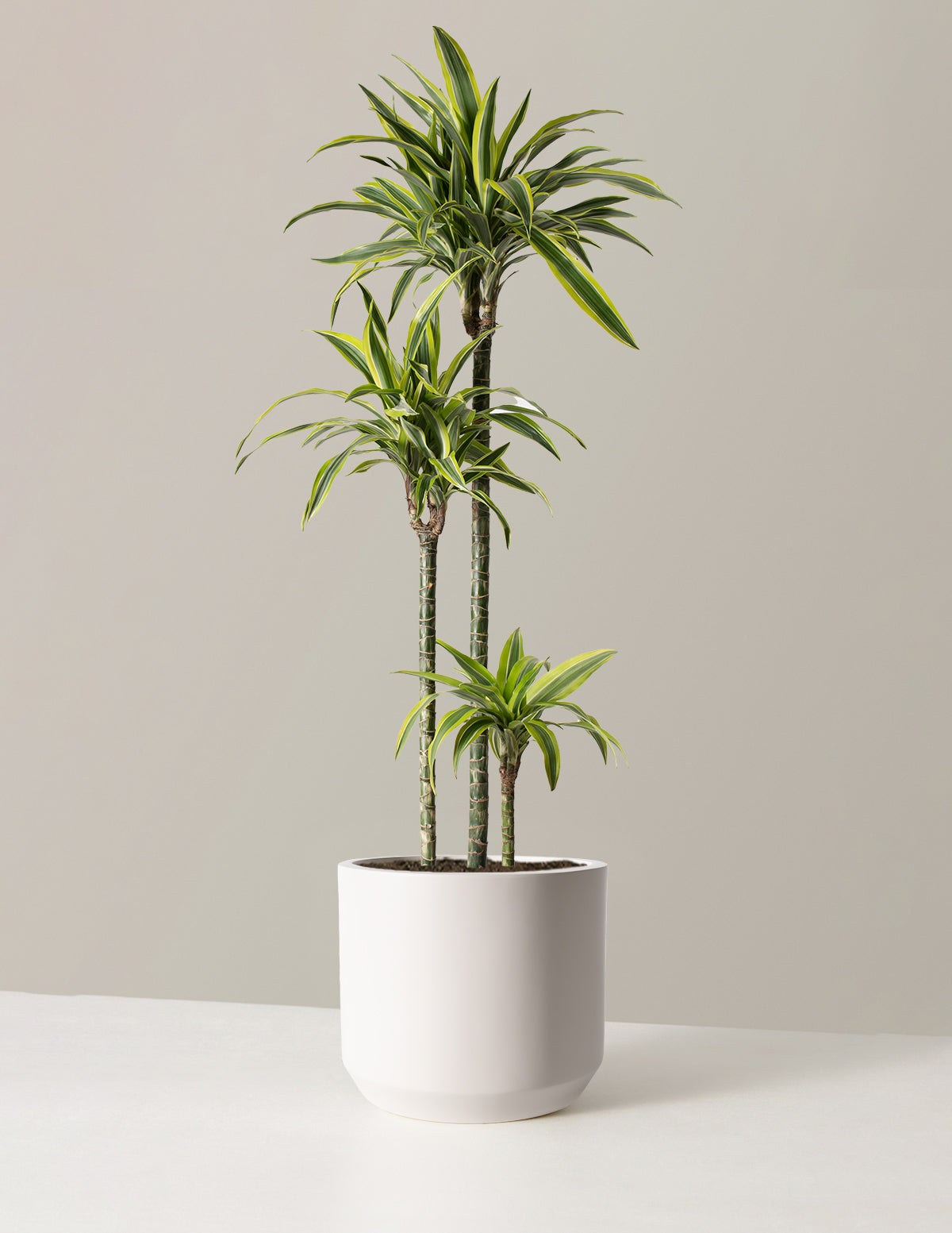 Büyük Boy Dracaena Lemon Lime