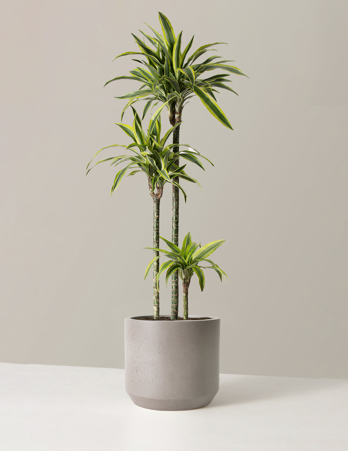 Büyük Boy Dracaena Lemon Lime