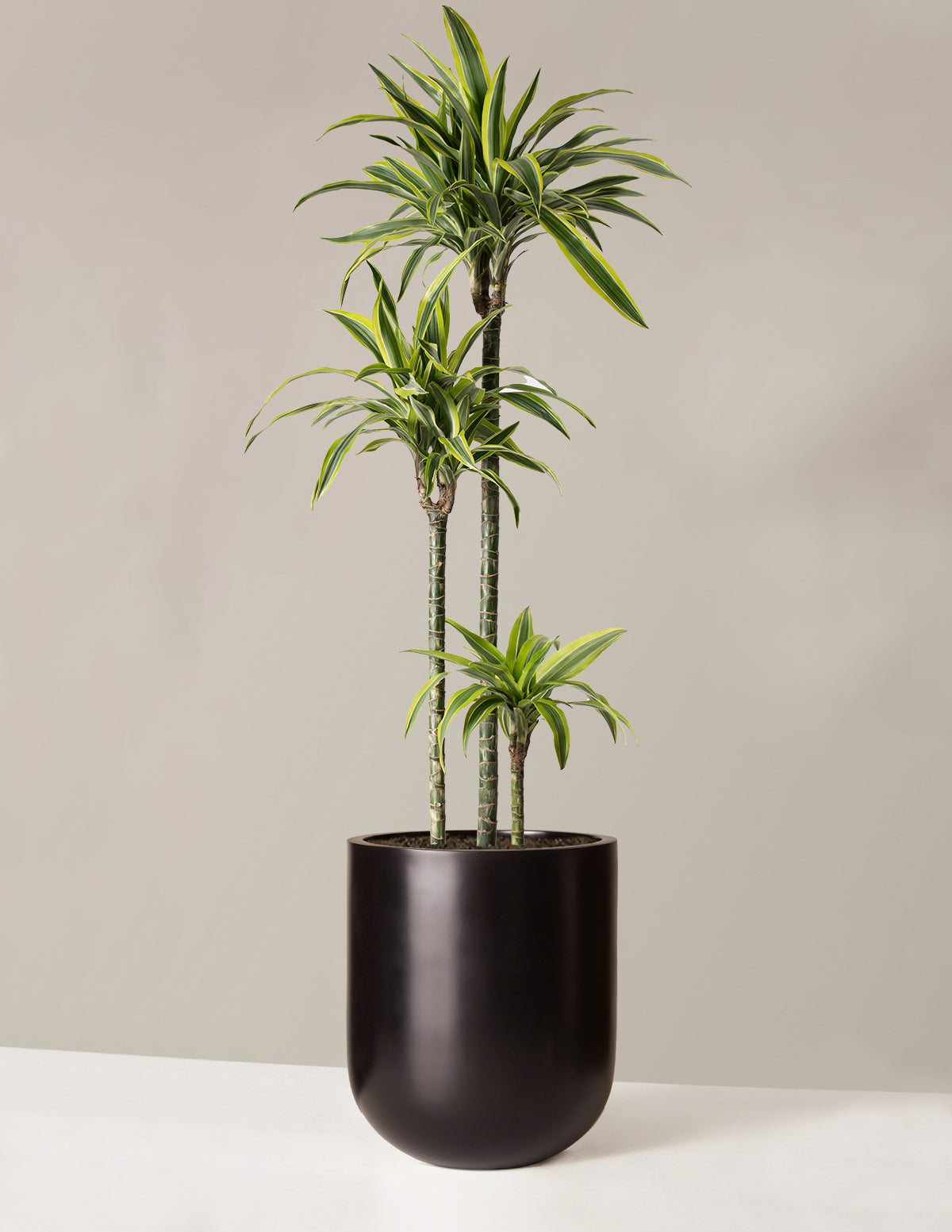 Büyük Boy Dracaena Lemon Lime