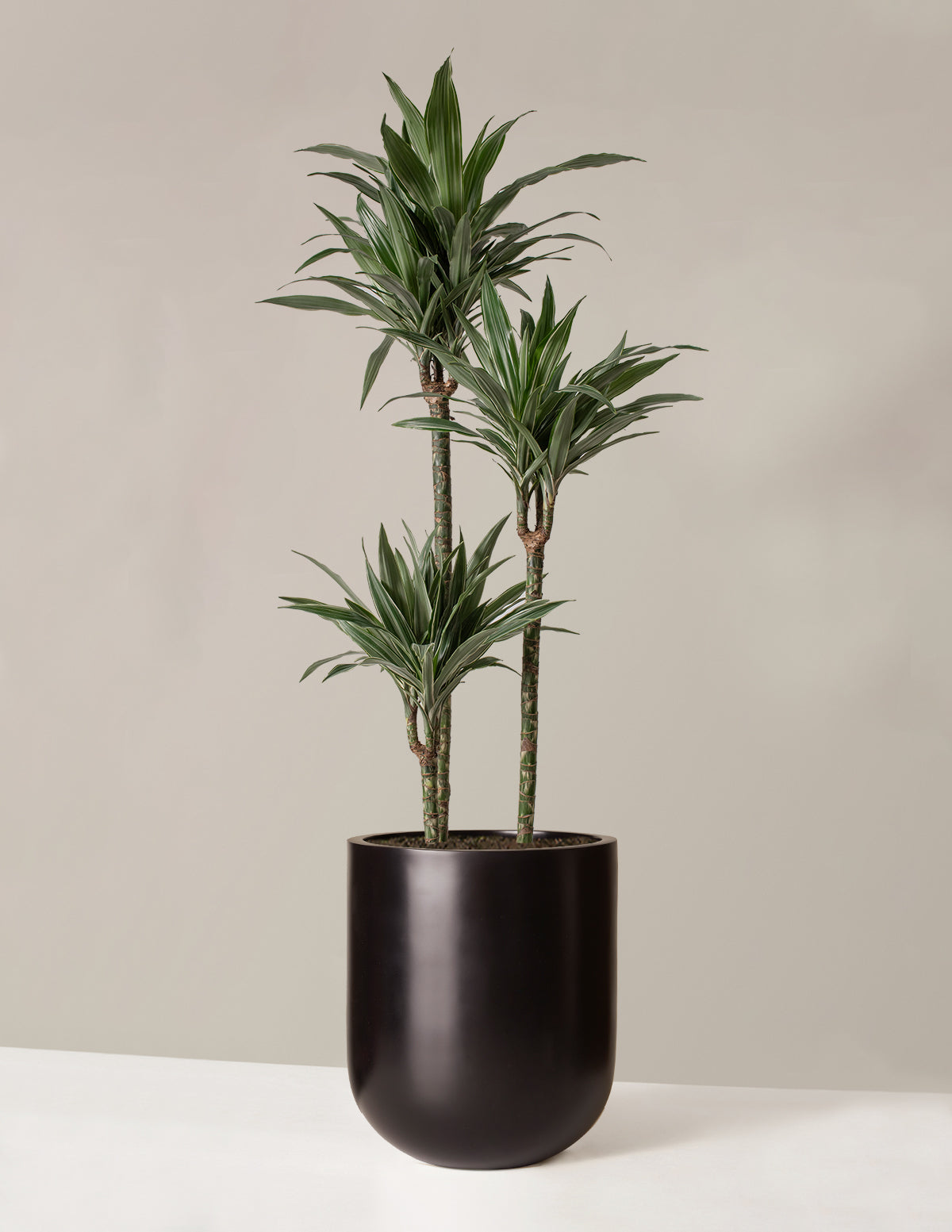 Büyük Boy Dracaena Warneckii