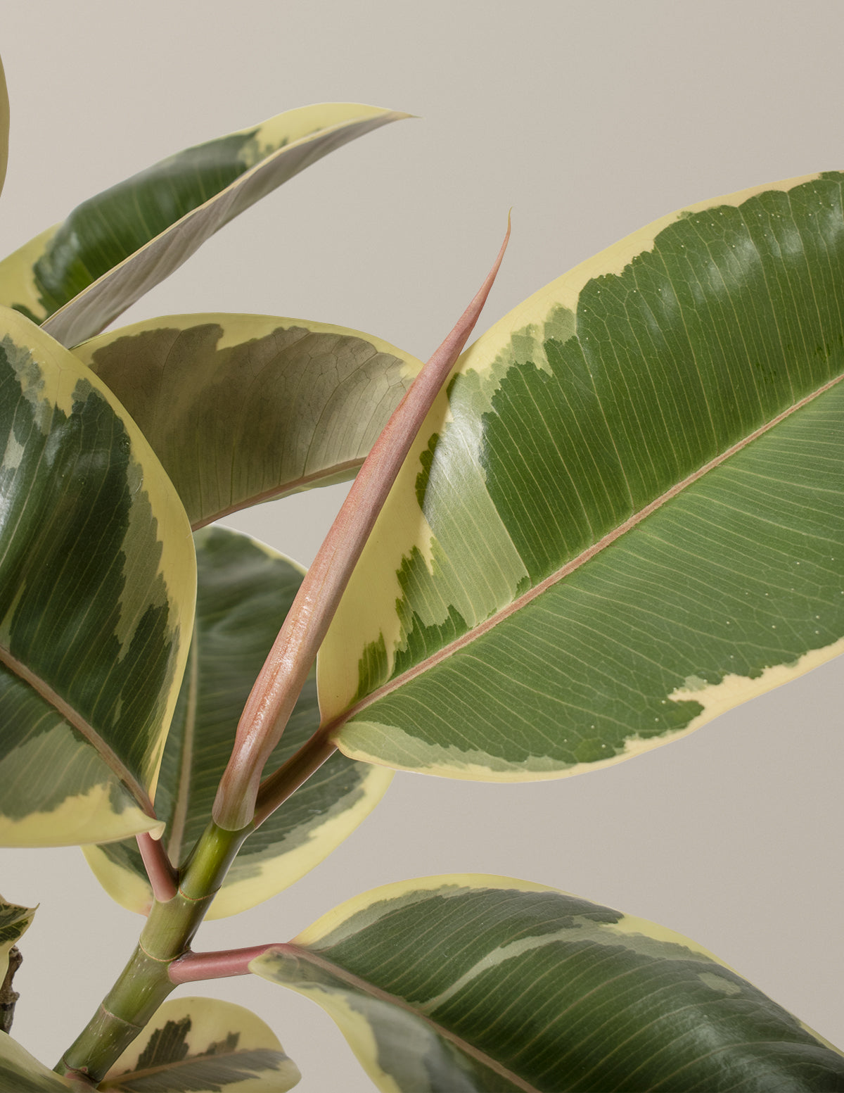 Ficus Tineke Ağacı