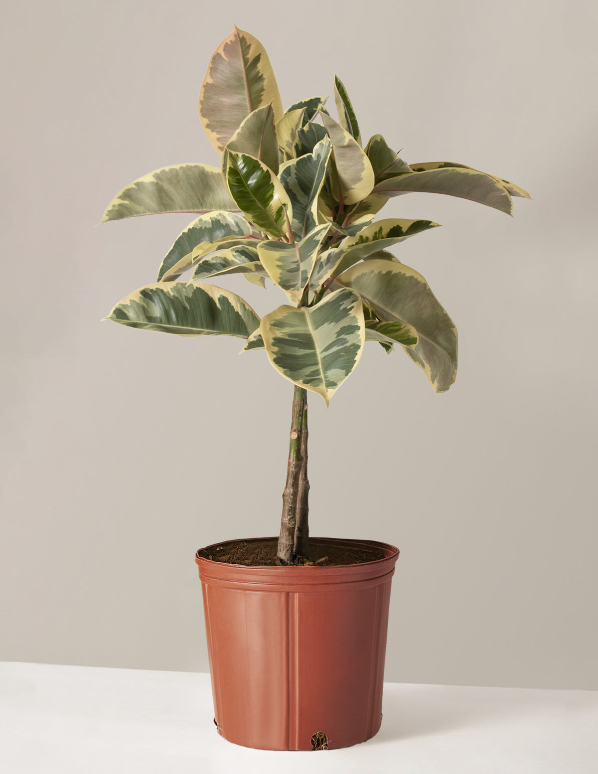 Ficus Tineke Ağacı