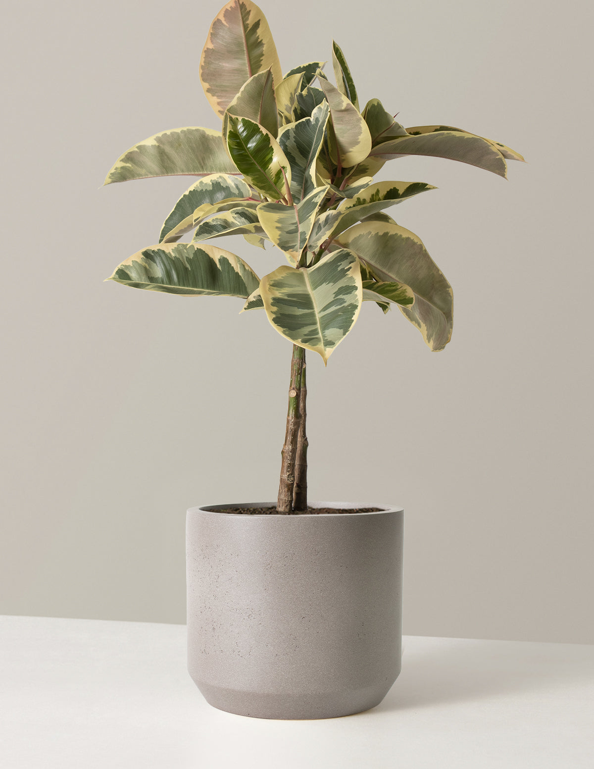 Ficus Tineke Ağacı