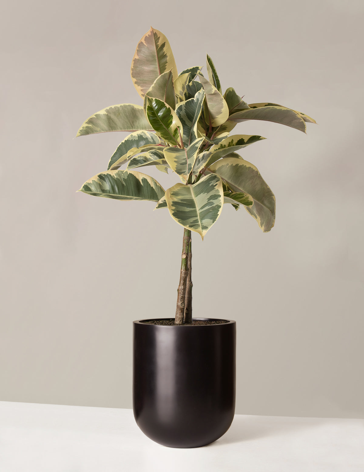 Ficus Tineke Ağacı