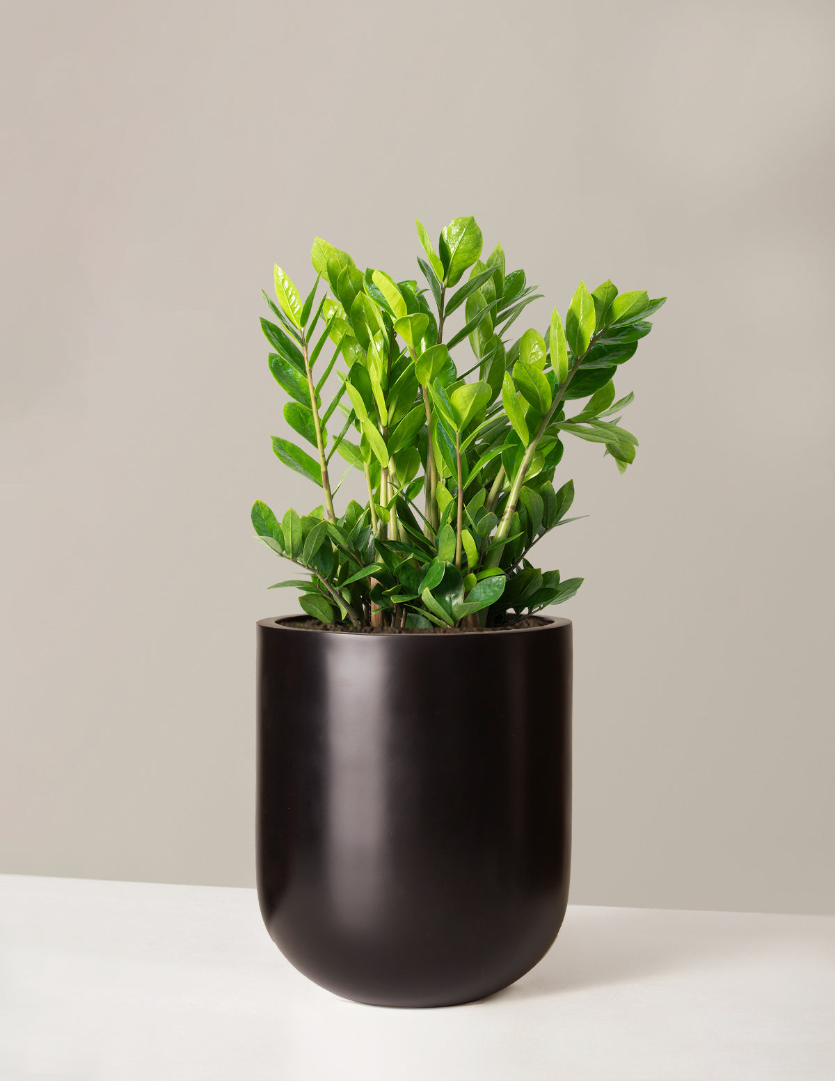 ZZ Bitkisi (Zamioculcas zamiifolia)