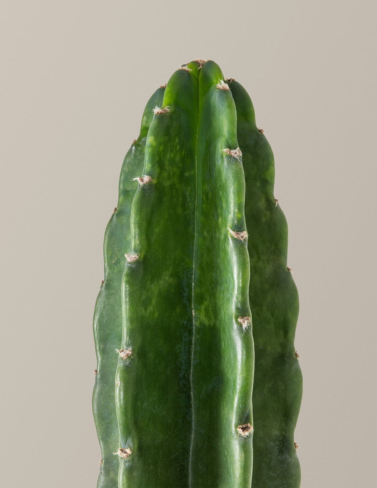 Cuddly Cactus (Dikenli Olmayan Kaktüs)