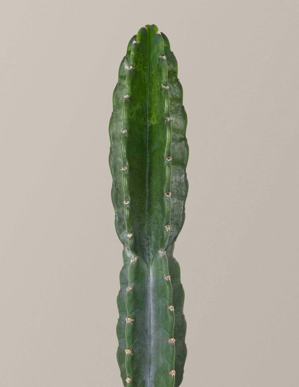 Cuddly Cactus (Dikenli Olmayan Kaktüs)