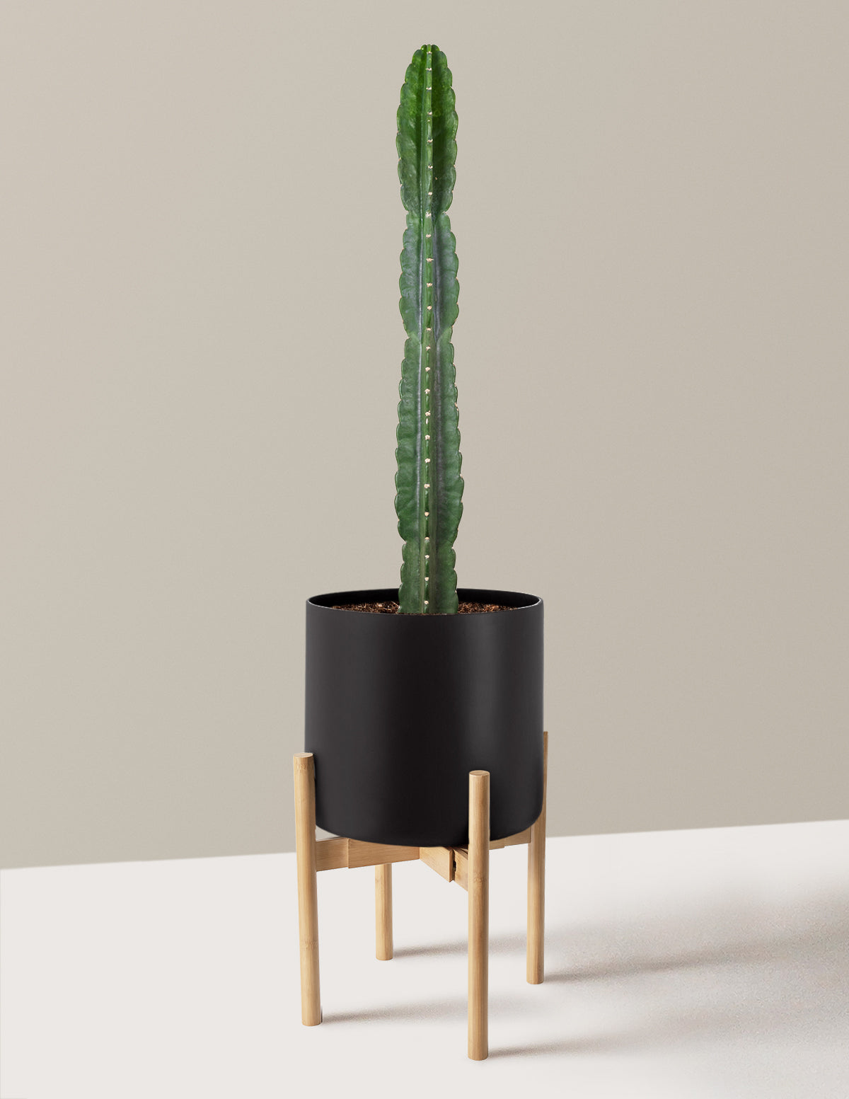 Cuddly Cactus (Dikenli Olmayan Kaktüs)