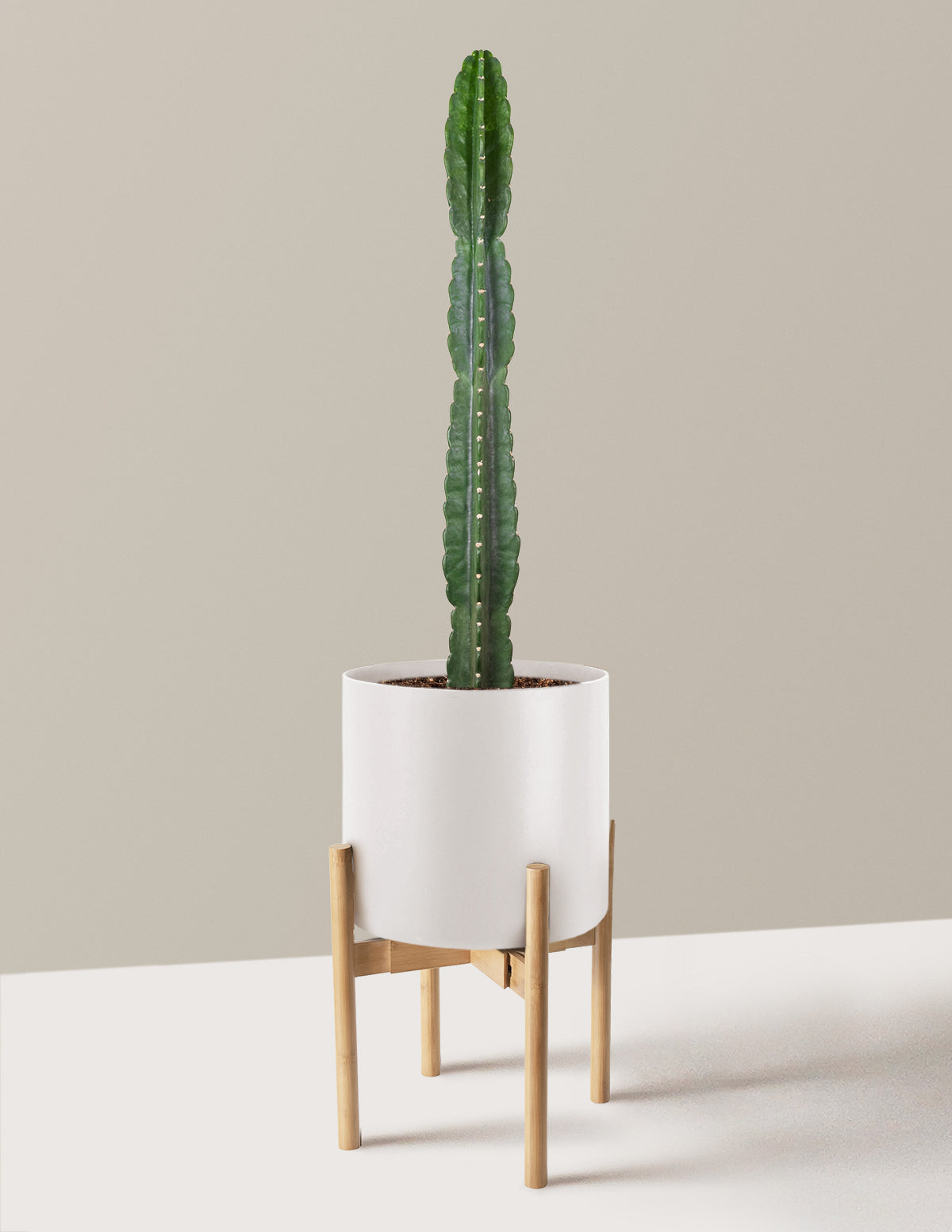 Cuddly Cactus (Dikenli Olmayan Kaktüs)