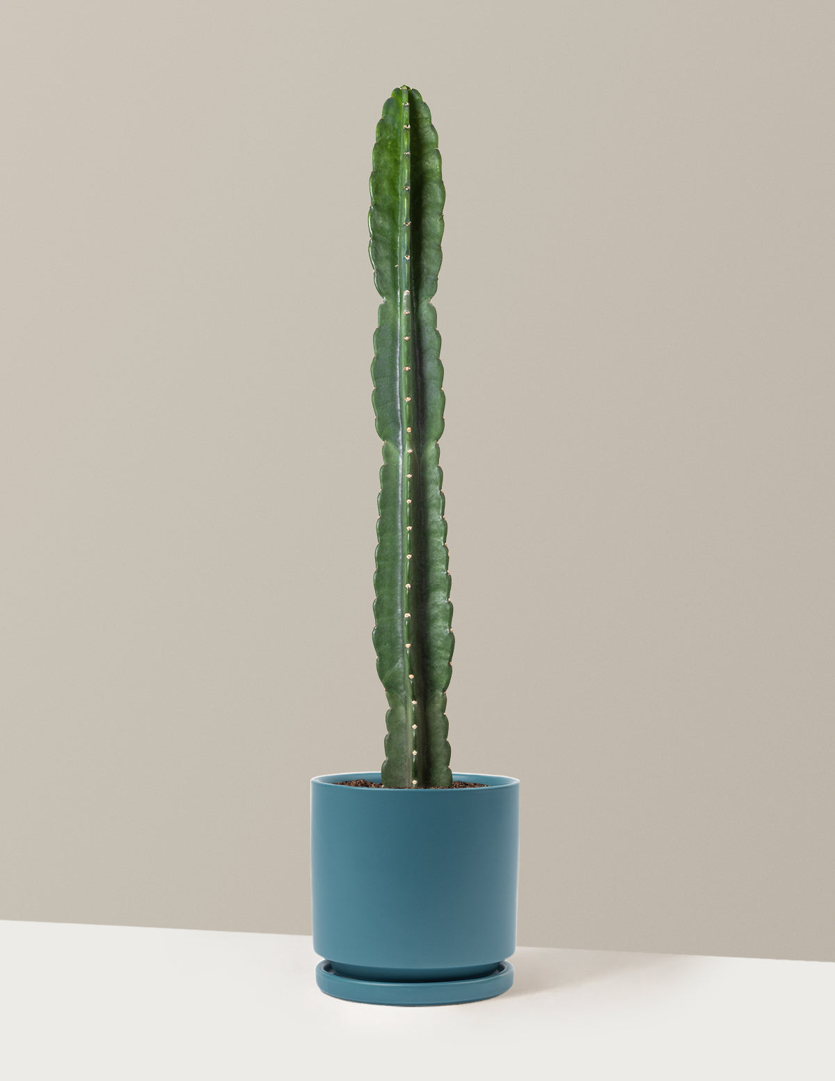Cuddly Cactus (Dikenli Olmayan Kaktüs)