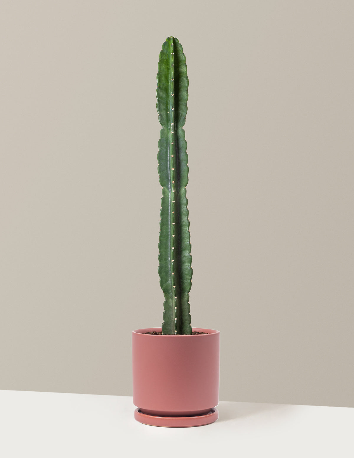 Cuddly Cactus (Dikenli Olmayan Kaktüs)