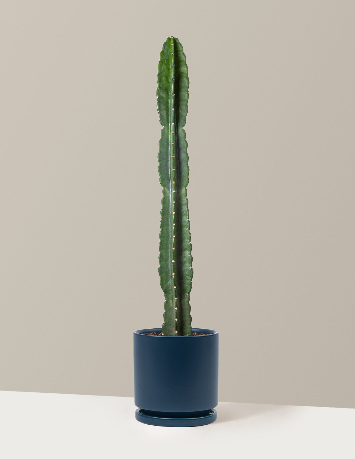 Cuddly Cactus (Dikenli Olmayan Kaktüs)