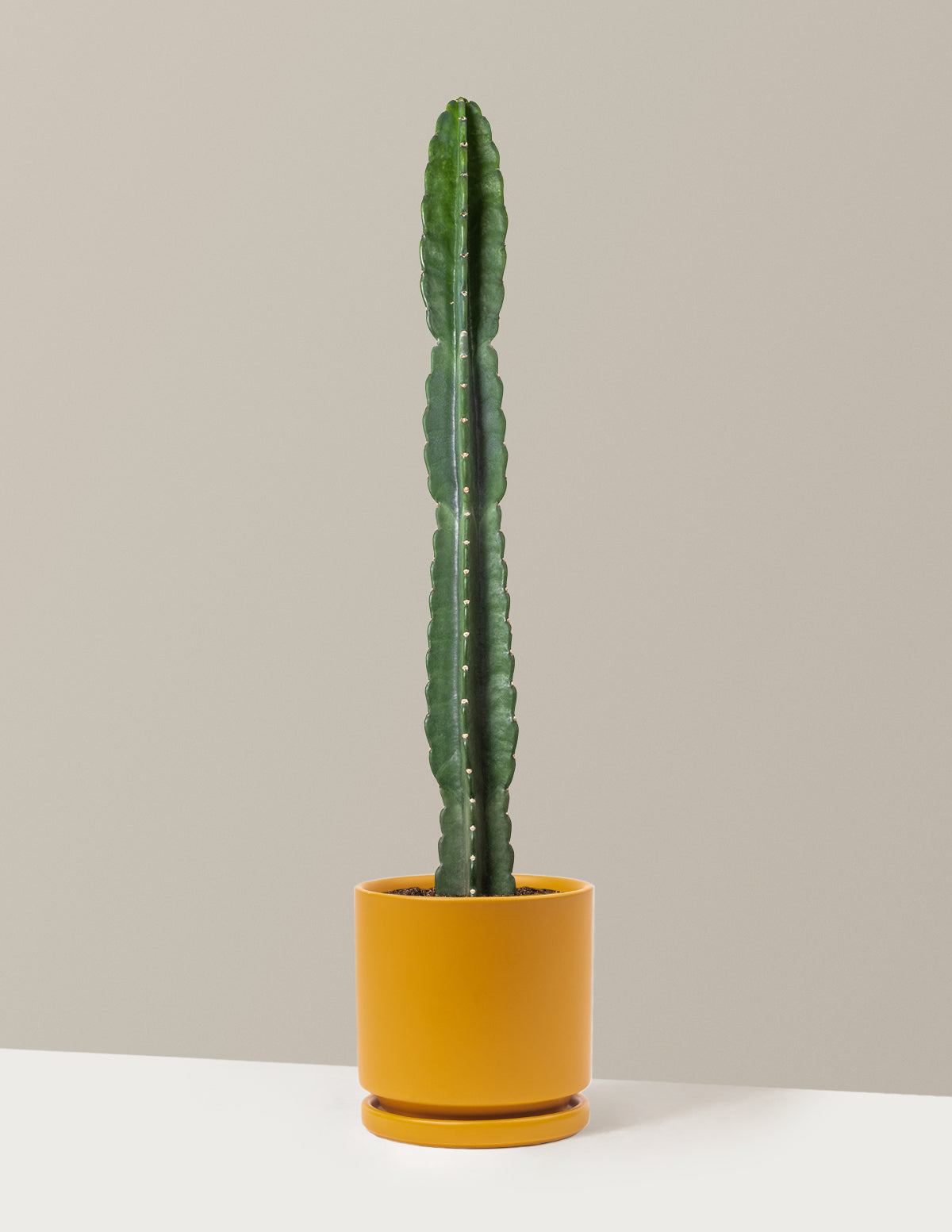Cuddly Cactus (Dikenli Olmayan Kaktüs)