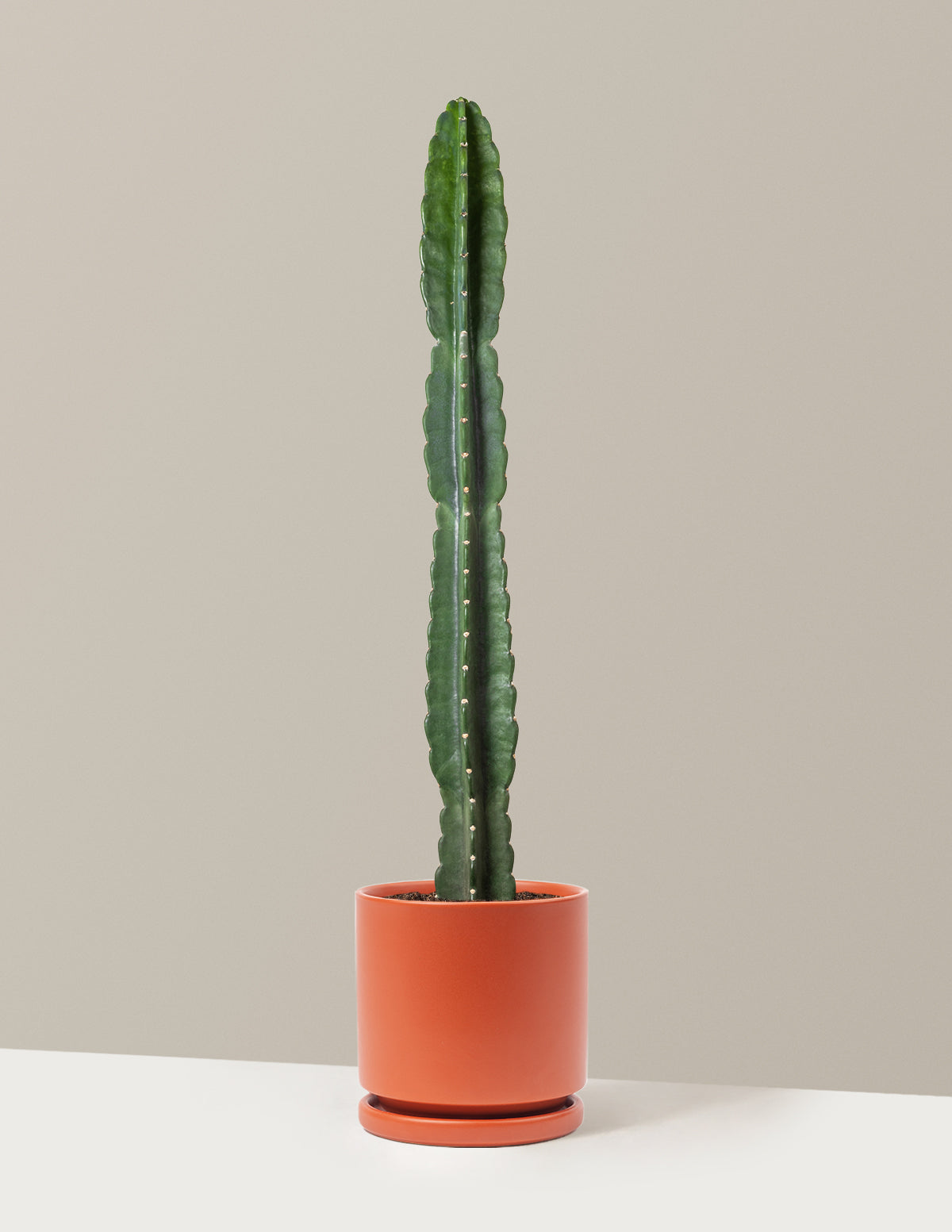 Cuddly Cactus (Dikenli Olmayan Kaktüs)