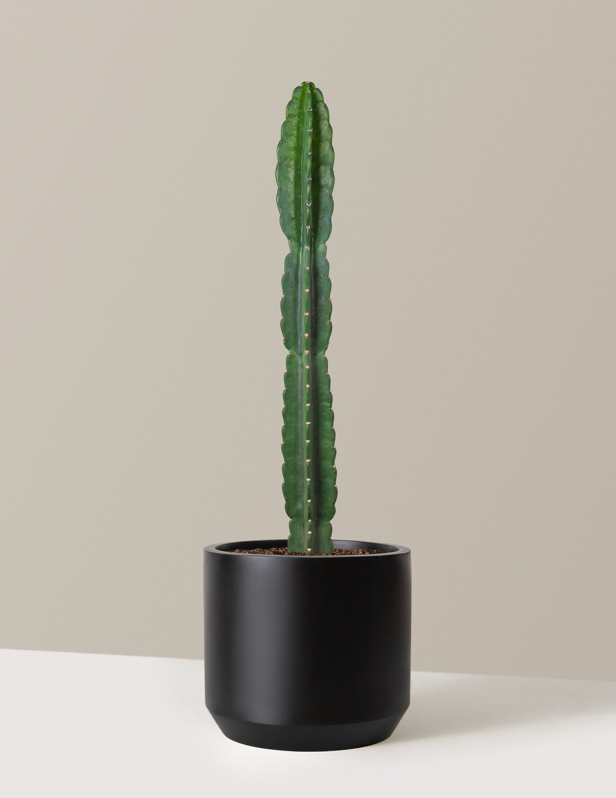 Cuddly Cactus (Dikenli Olmayan Kaktüs)