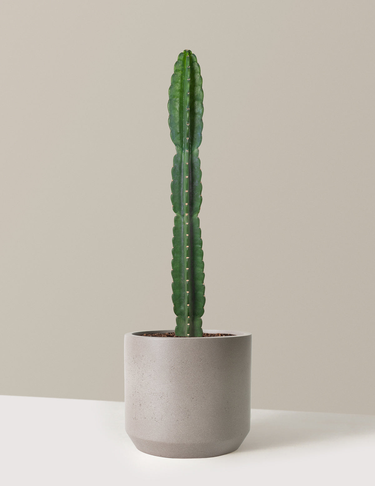 Cuddly Cactus (Dikenli Olmayan Kaktüs)