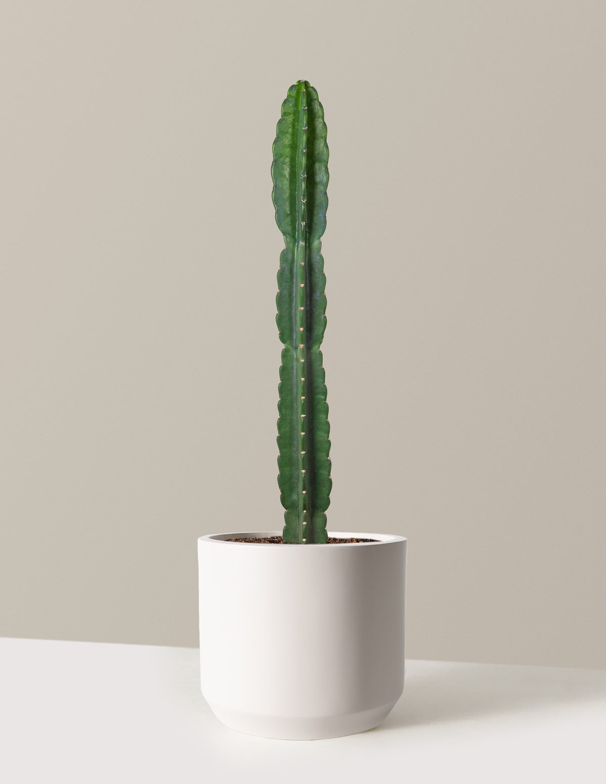 Cuddly Cactus (Dikenli Olmayan Kaktüs)