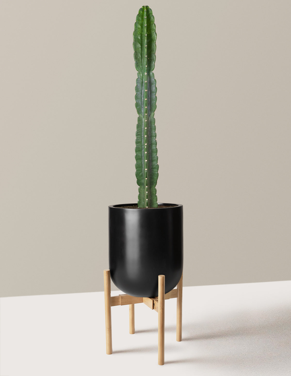 Cuddly Cactus (Dikenli Olmayan Kaktüs)