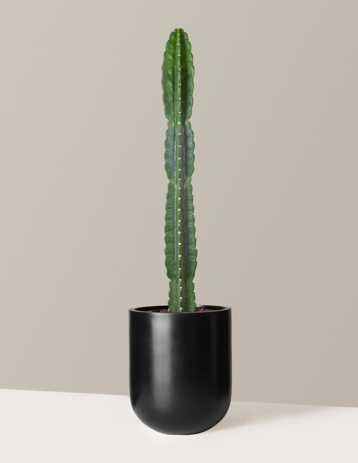 Cuddly Cactus (Dikenli Olmayan Kaktüs)