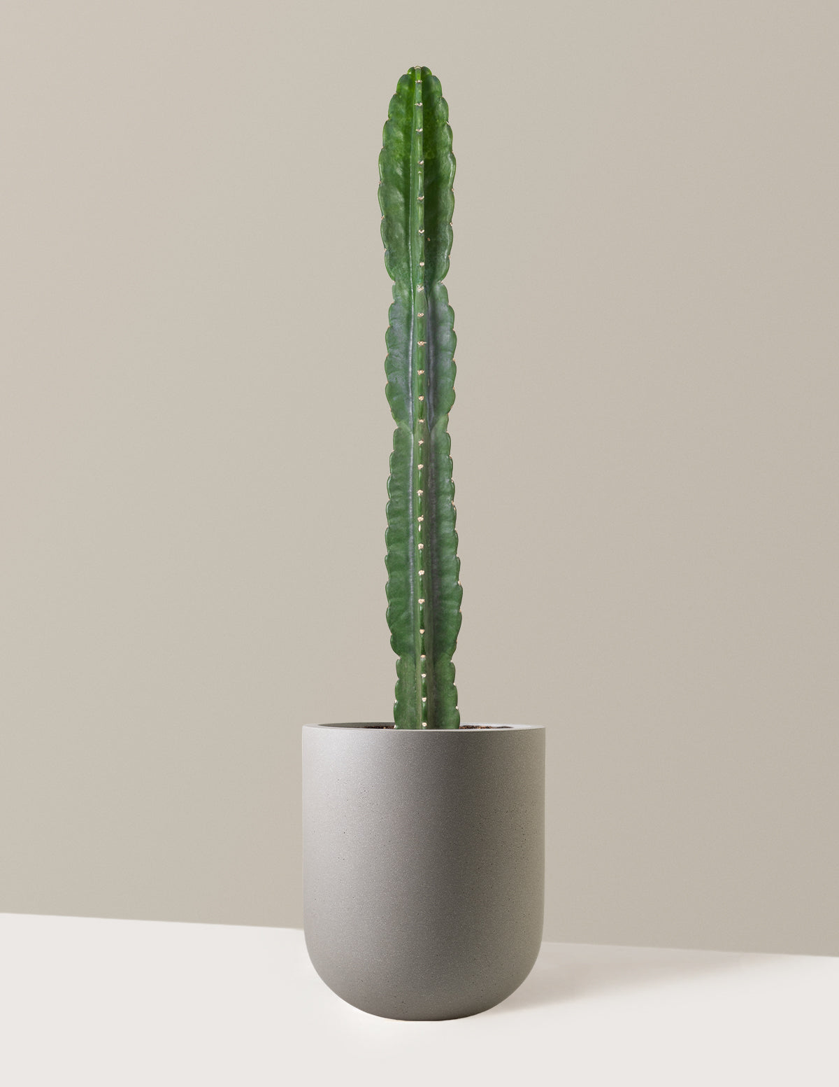 Cuddly Cactus (Dikenli Olmayan Kaktüs)