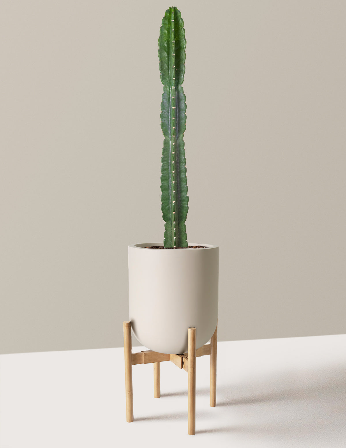 Cuddly Cactus (Dikenli Olmayan Kaktüs)