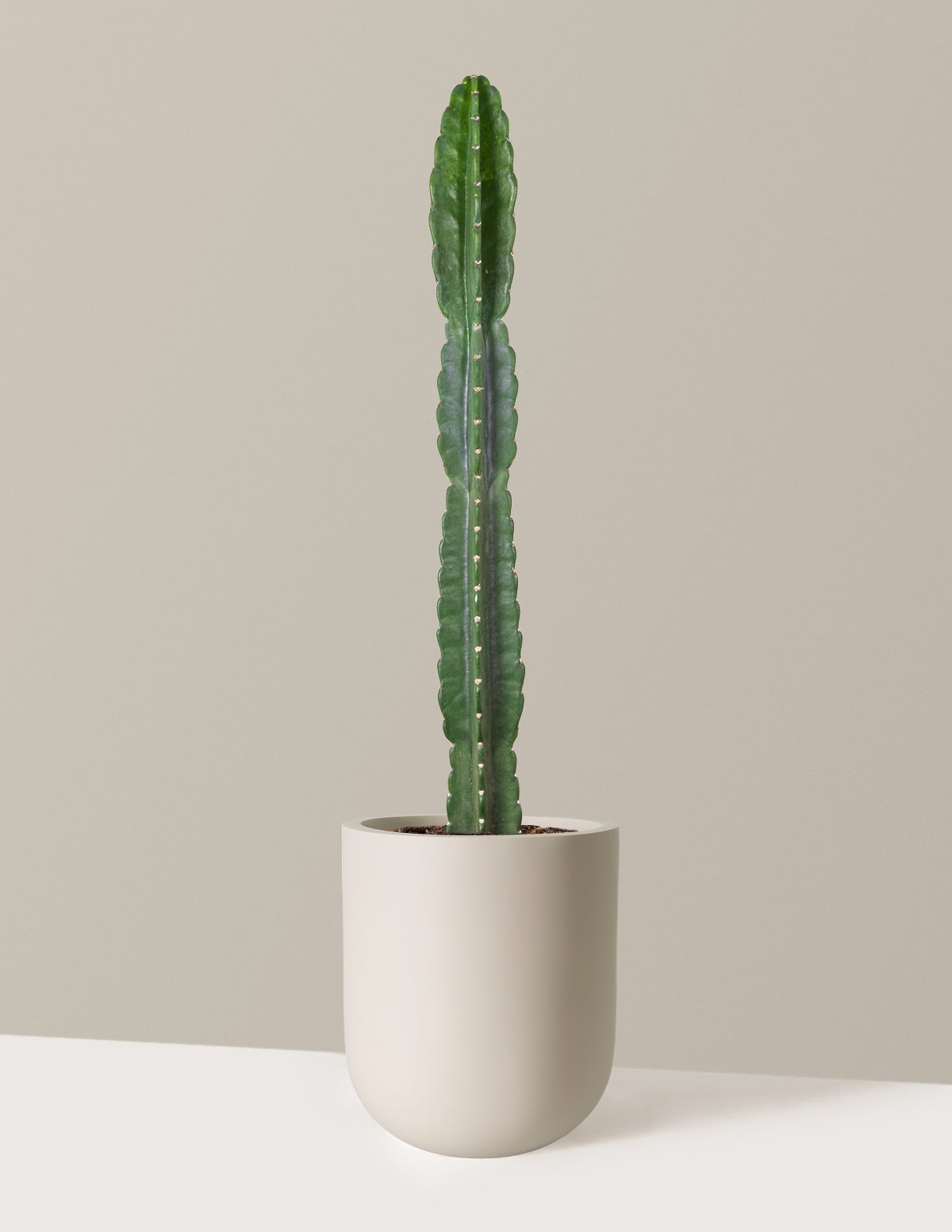 Cuddly Cactus (Dikenli Olmayan Kaktüs)