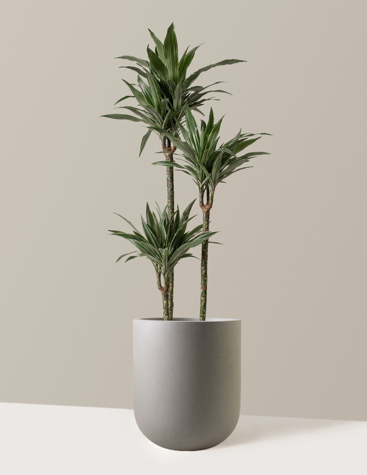 Büyük Boy Dracaena Warneckii