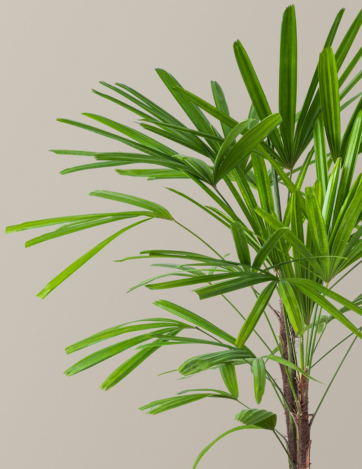 Büyük Boy Lady Palm (Rhapis excelsa)