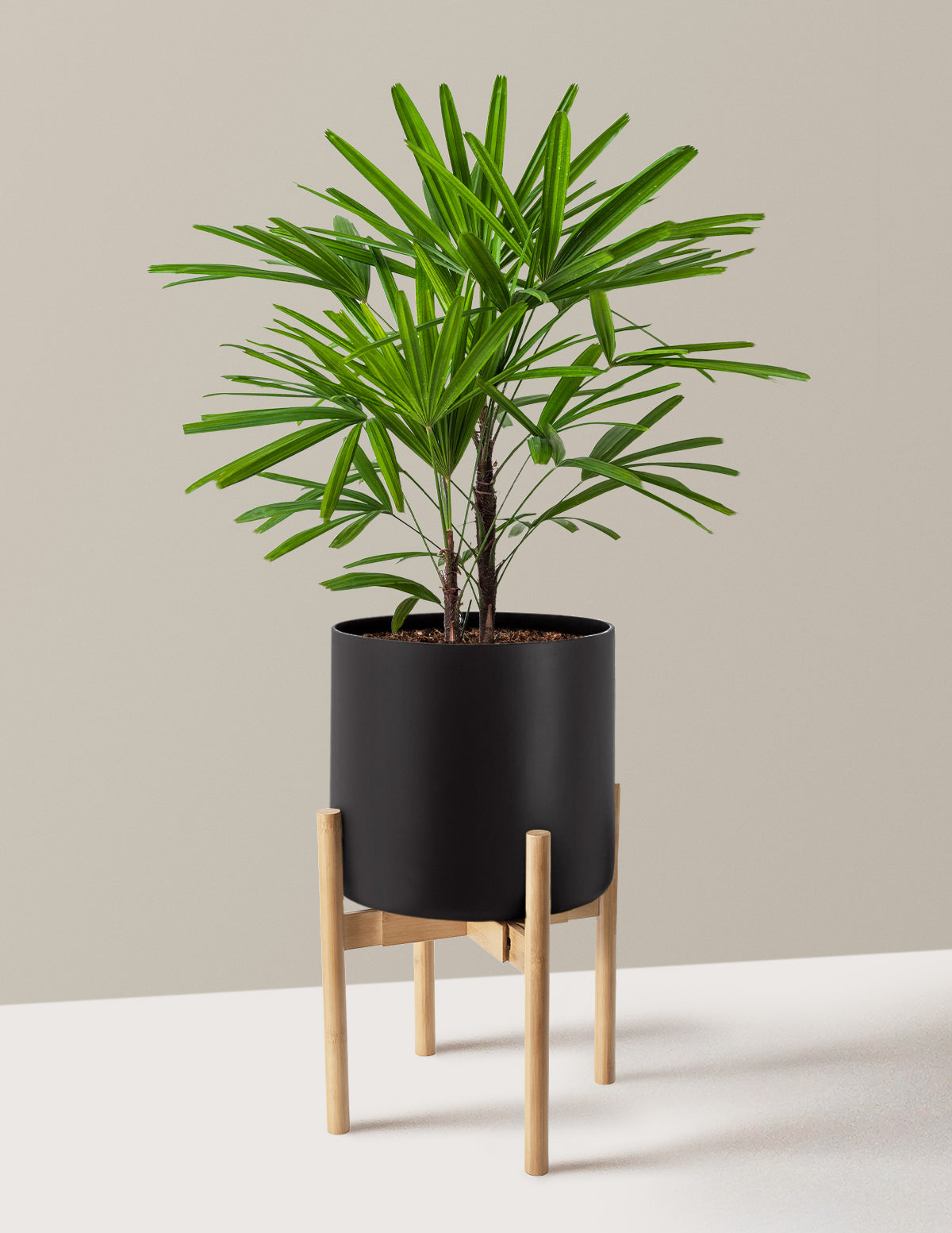 Büyük Boy Lady Palm (Rhapis excelsa)