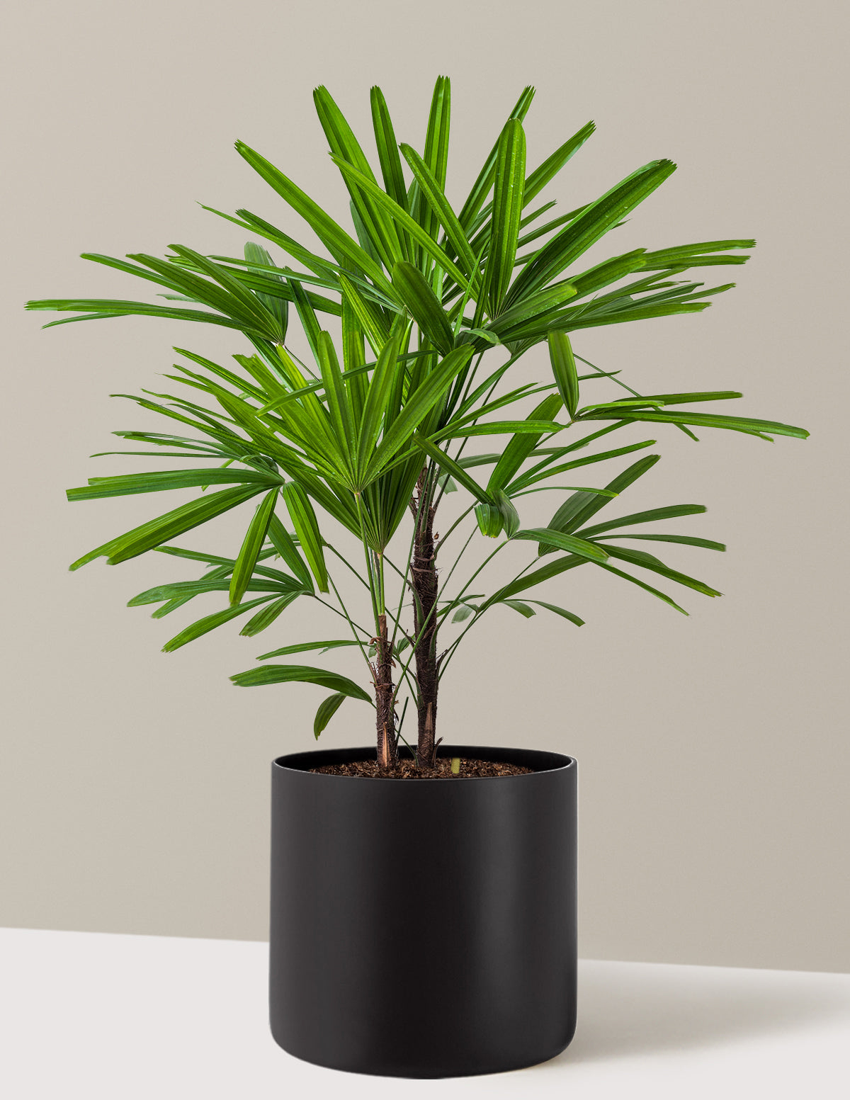 Büyük Boy Lady Palm (Rhapis excelsa)