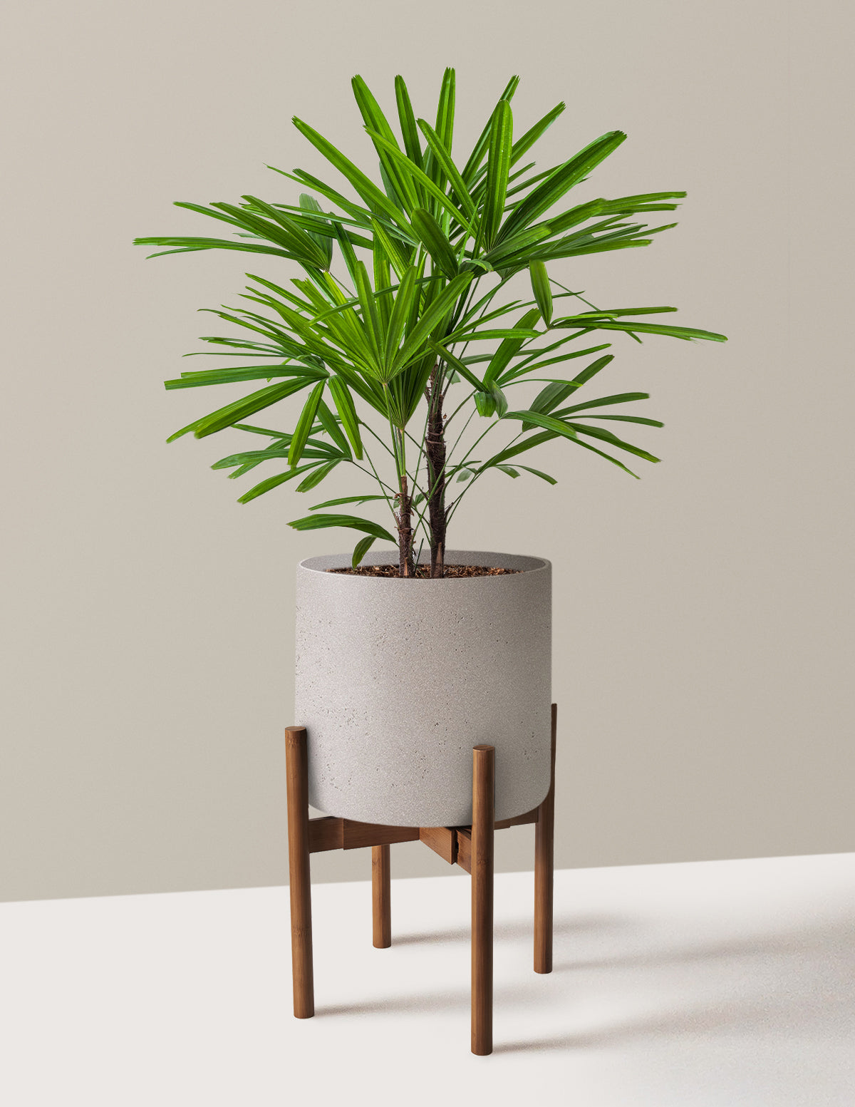 Büyük Boy Lady Palm (Rhapis excelsa)
