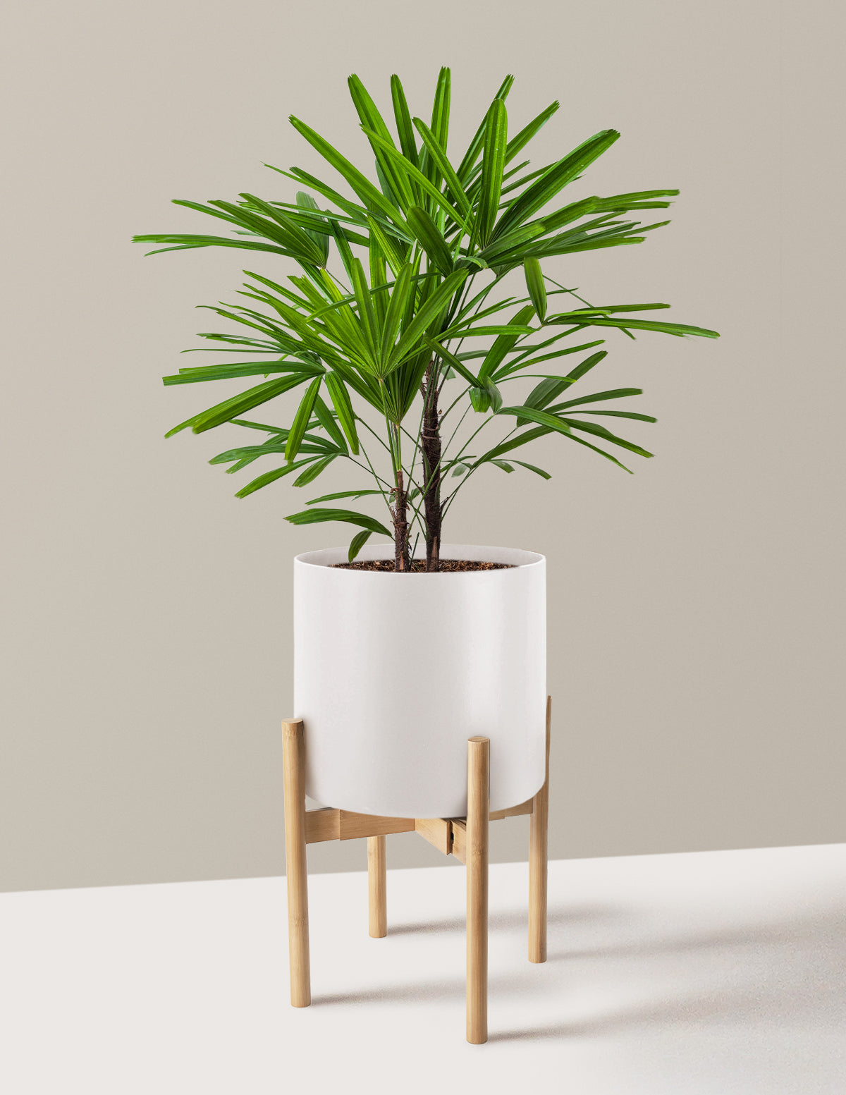 Büyük Boy Lady Palm (Rhapis excelsa)