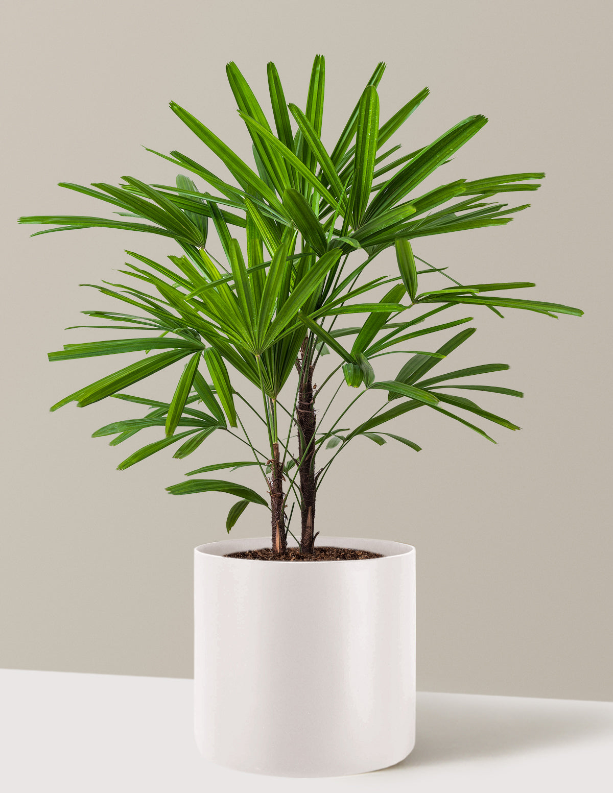 Büyük Boy Lady Palm (Rhapis excelsa)