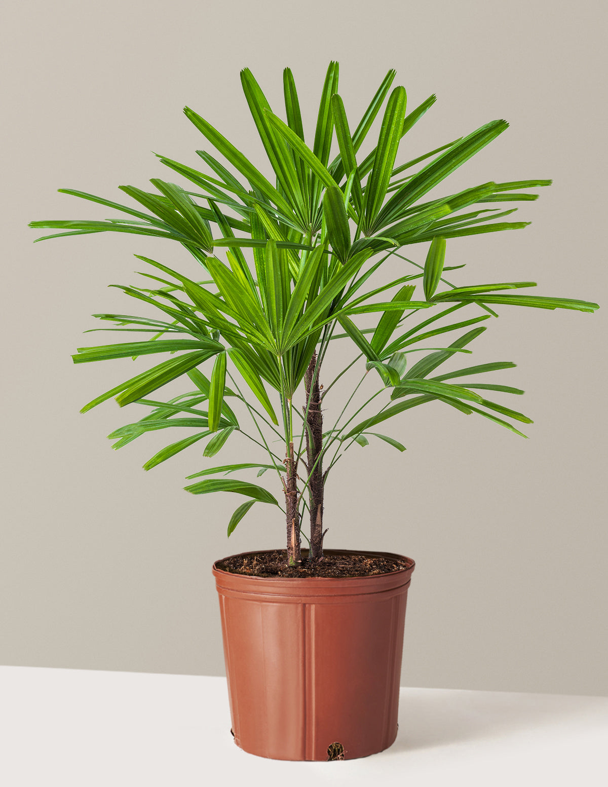 Büyük Boy Lady Palm (Rhapis excelsa)