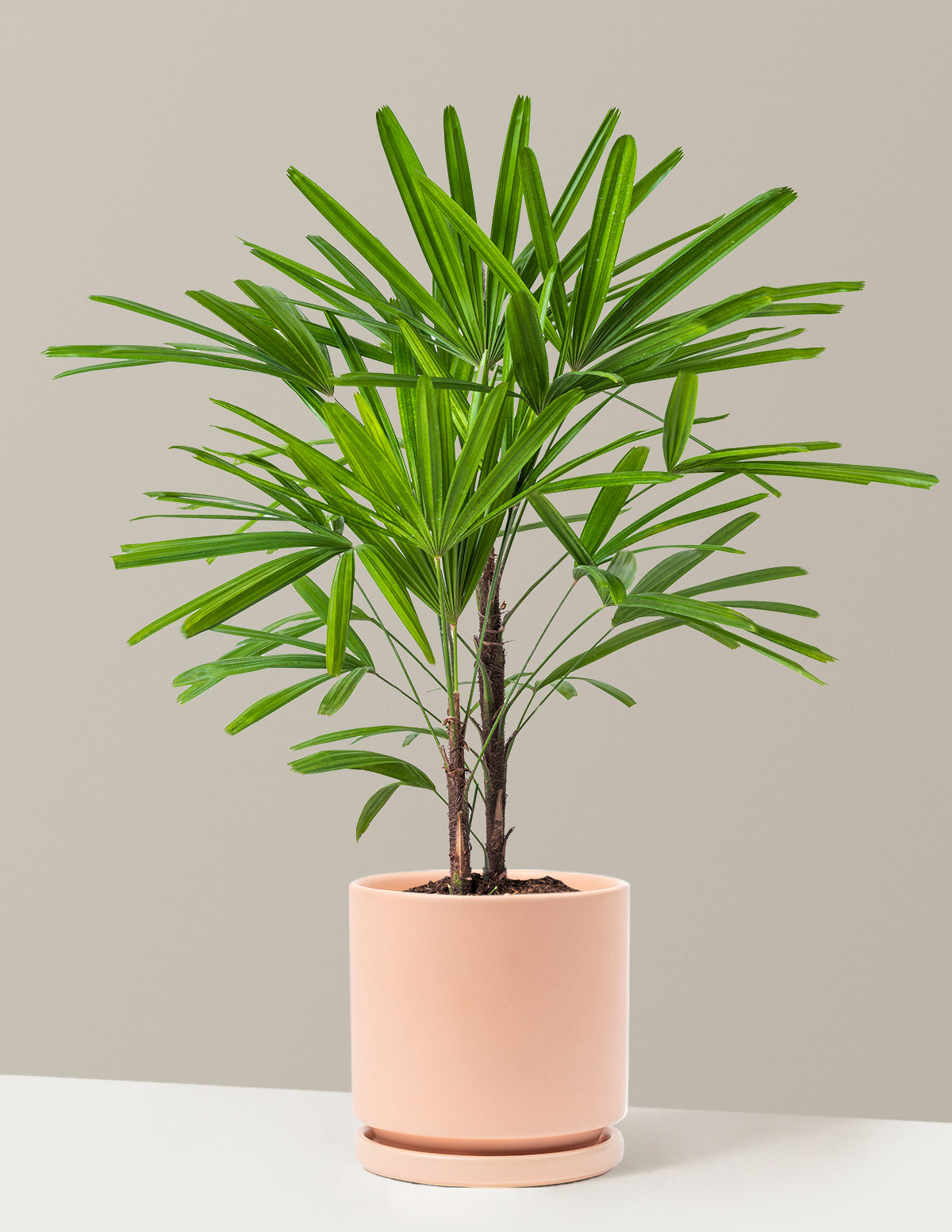Büyük Boy Lady Palm (Rhapis excelsa)