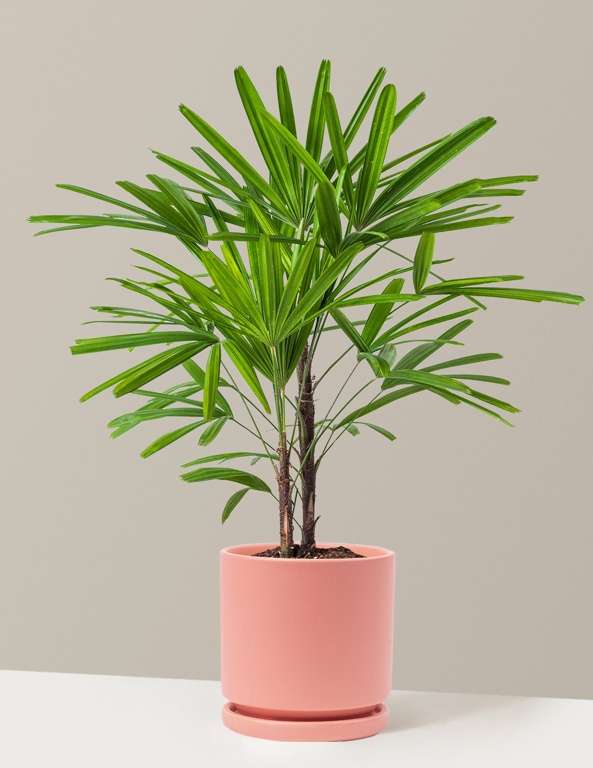 Büyük Boy Lady Palm (Rhapis excelsa)