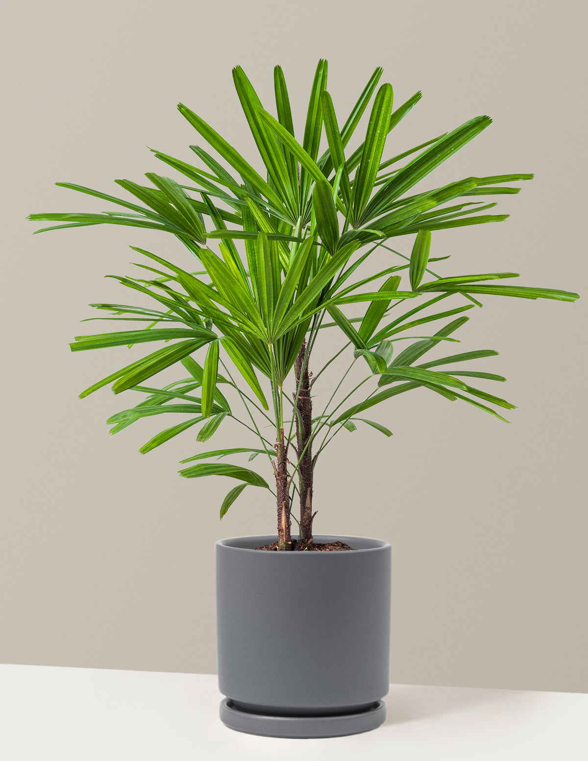 Büyük Boy Lady Palm (Rhapis excelsa)