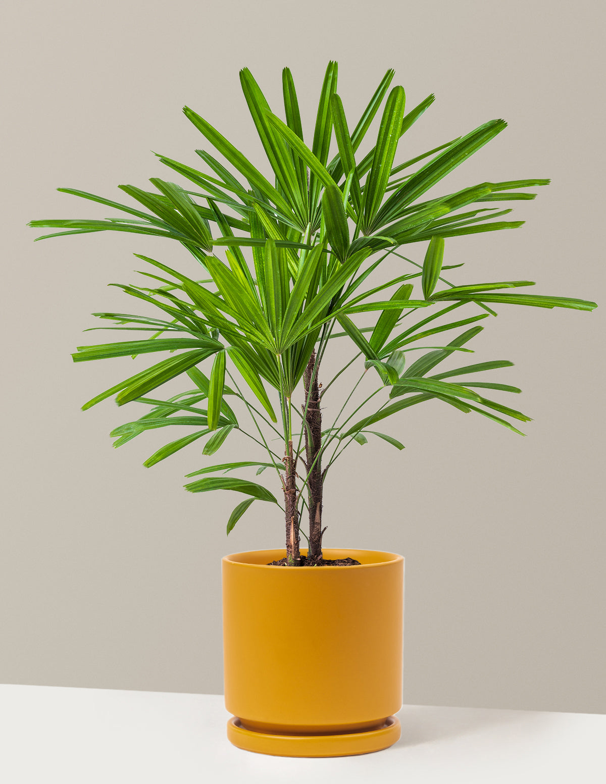 Büyük Boy Lady Palm (Rhapis excelsa)