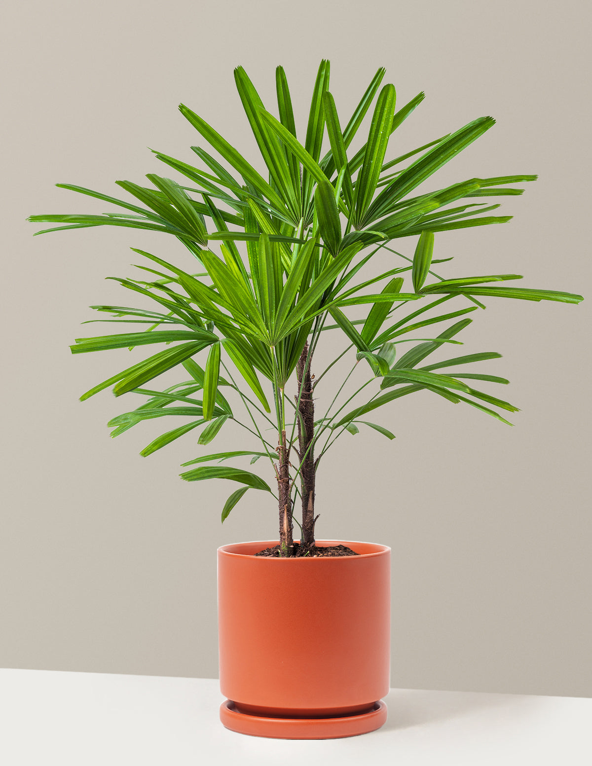 Büyük Boy Lady Palm (Rhapis excelsa)