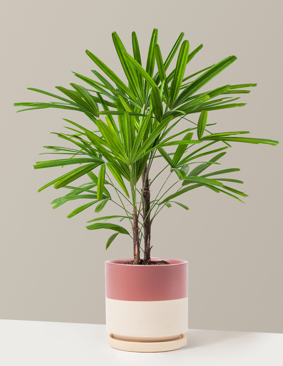 Büyük Boy Lady Palm (Rhapis excelsa)