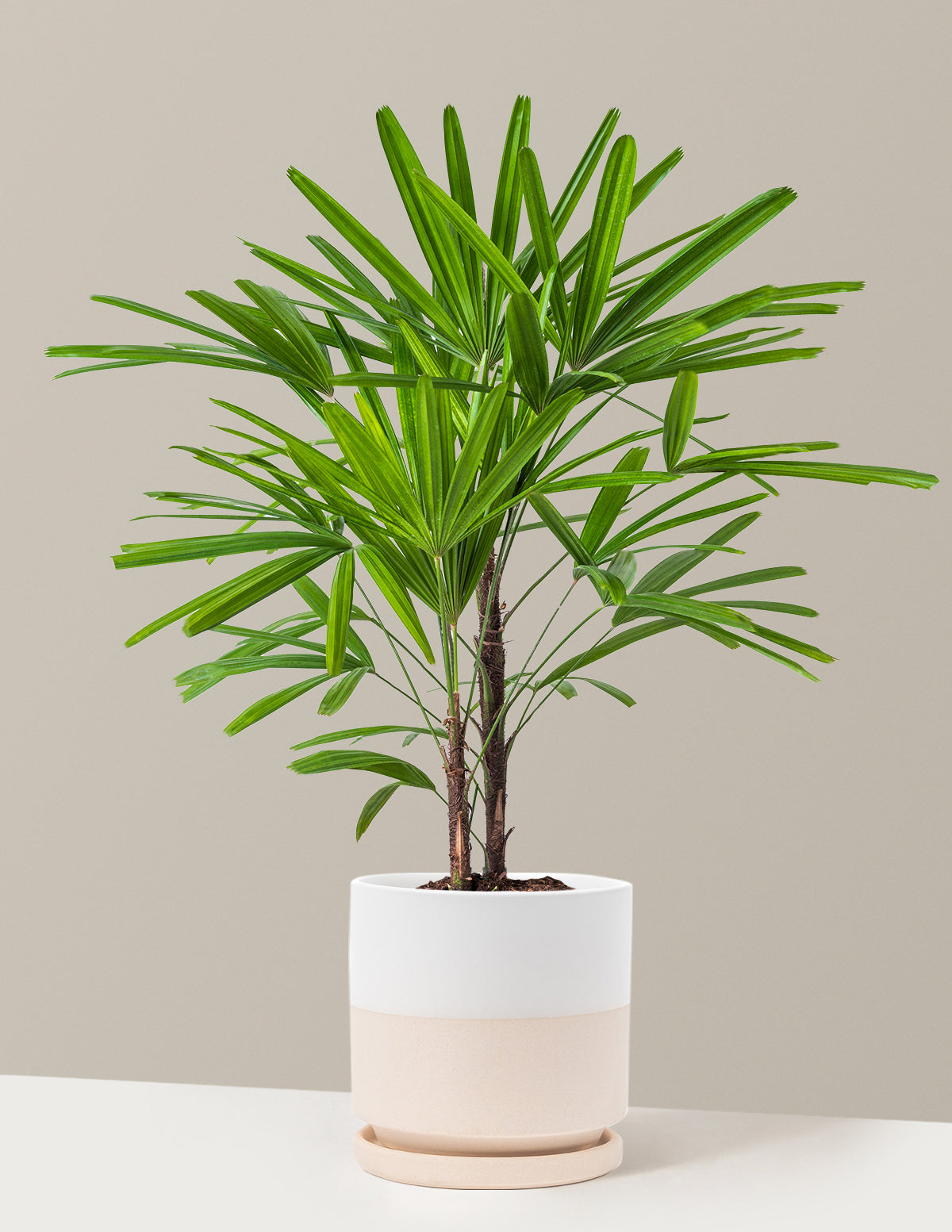 Büyük Boy Lady Palm (Rhapis excelsa)