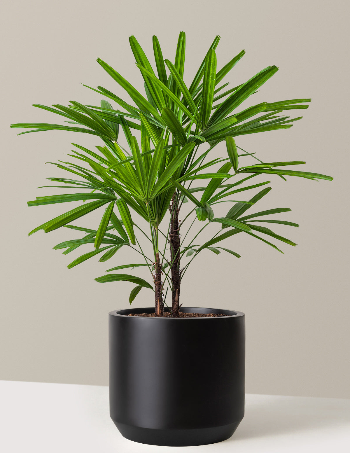 Büyük Boy Lady Palm (Rhapis excelsa)