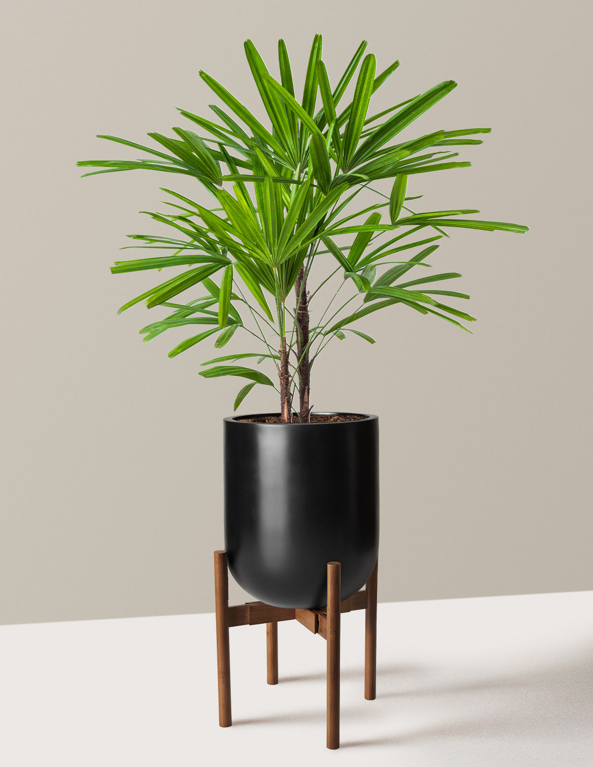 Büyük Boy Lady Palm (Rhapis excelsa)