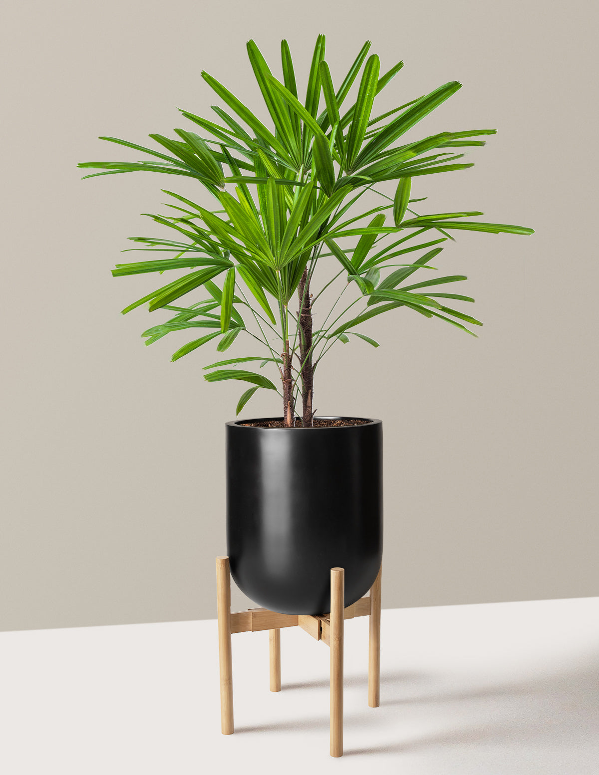 Büyük Boy Lady Palm (Rhapis excelsa)