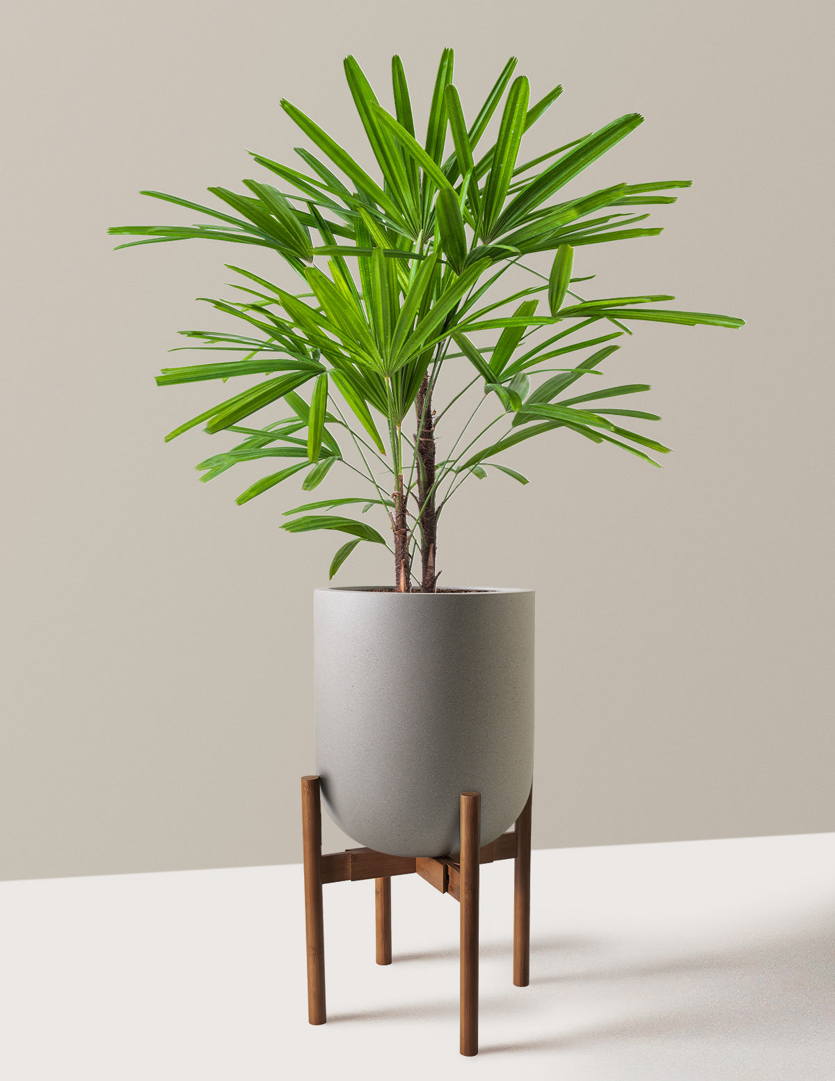 Büyük Boy Lady Palm (Rhapis excelsa)
