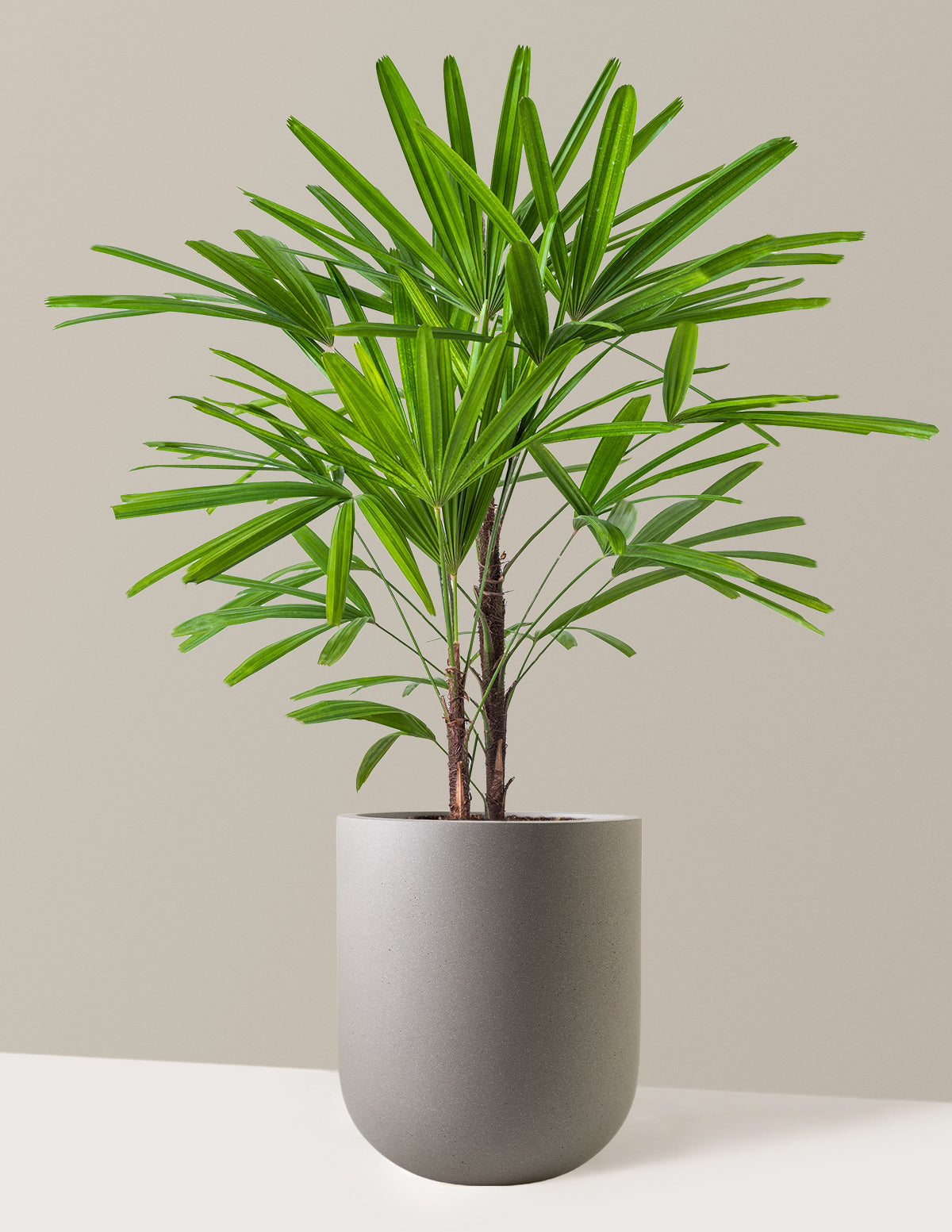 Büyük Boy Lady Palm (Rhapis excelsa)