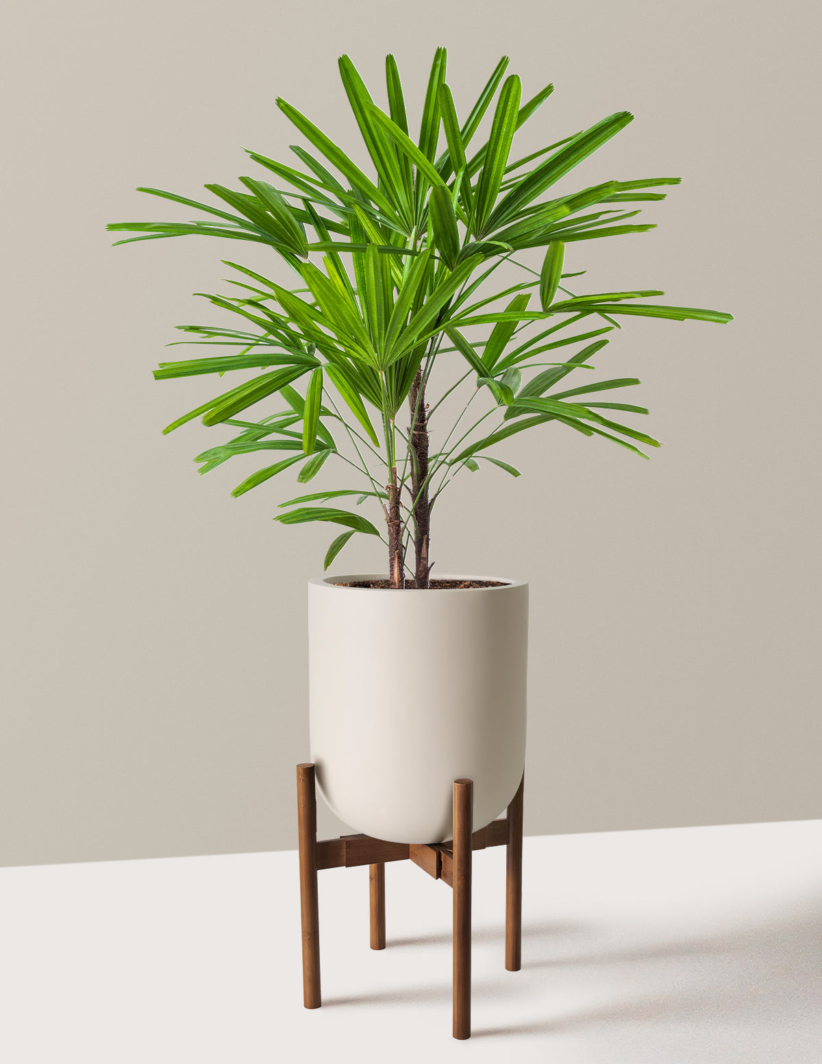 Büyük Boy Lady Palm (Rhapis excelsa)