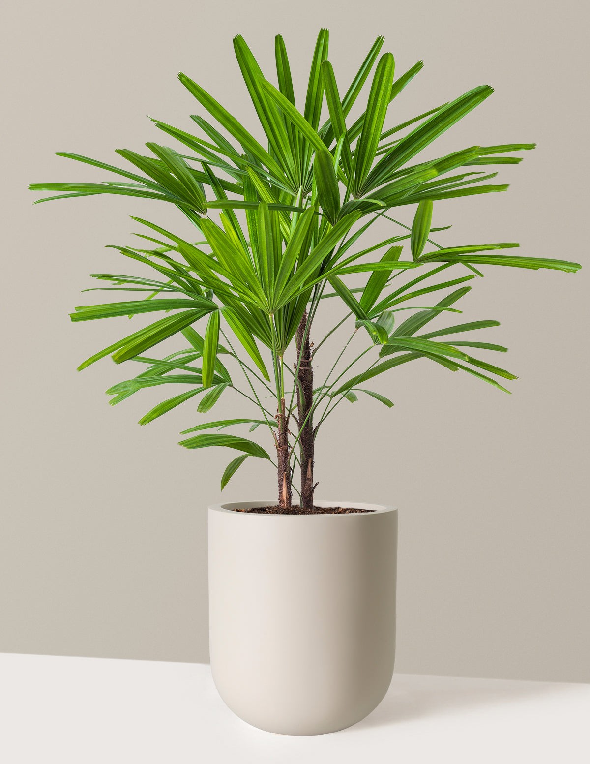 Büyük Boy Lady Palm (Rhapis excelsa)