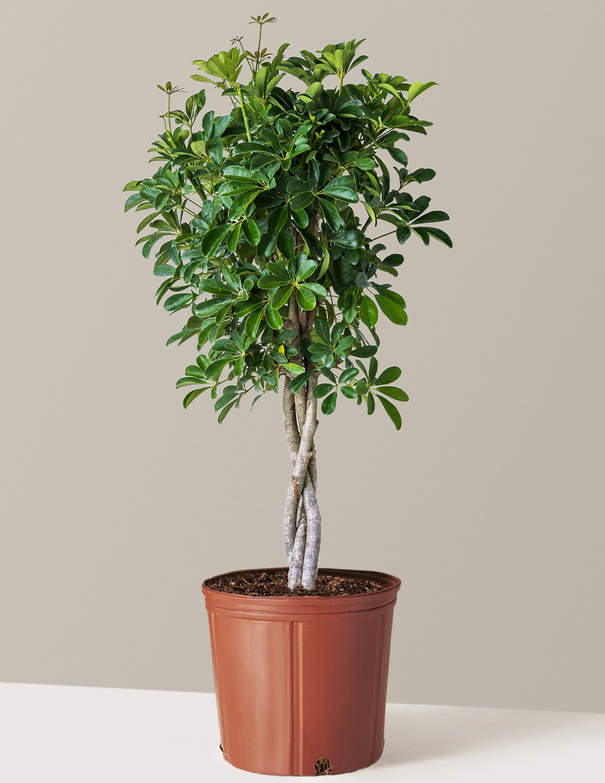 Örgü Gövdeli Schefflera Arboricola